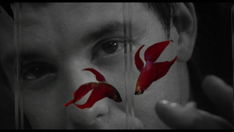rumblefish3