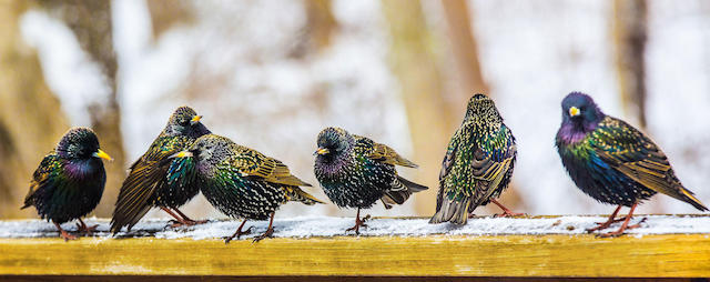 starlings