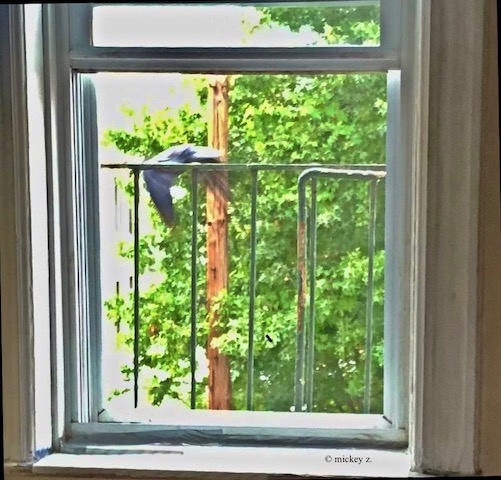 crow4