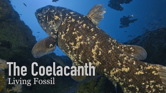 coelacanth