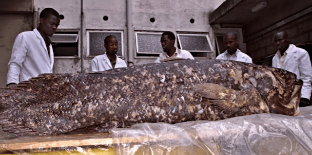 coelacanth3