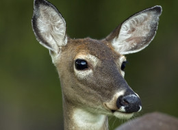 More feisty than she looks (Huffington Post stock photo)