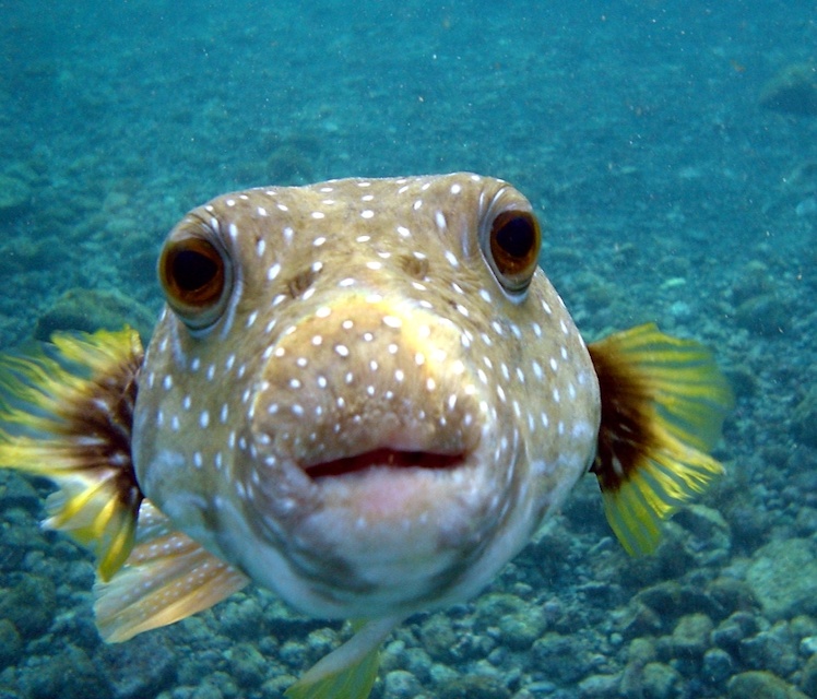 By Brocken Inaglory - Own work, CC BY-SA 3.0, https://commons.wikimedia.org/w/index.php?curid=2219327