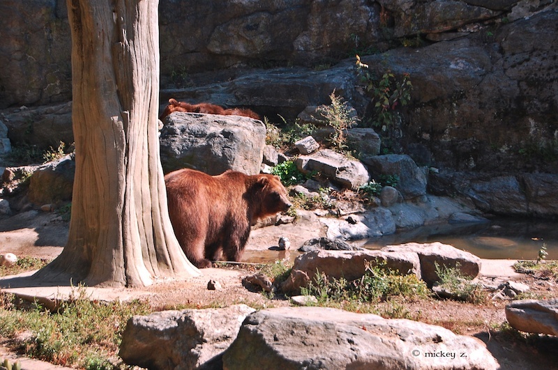 Grizzlies at the Bronx Zoo. Once numbering around 50,000 in North America, roughly 1,800 grizzly bears now exist in the wild, in the lower 48 states. Photo credit: Mickey Z.
