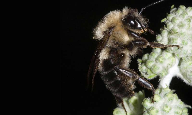 A study conducted during the 2017 total solar eclipse in North America found that bees remained active during the partial-eclipse phases both before and after the period of totality, but they essentially ceased flying during totality. Their flights also tended to be longer in duration immediately before and after totality, an indication that bees may have slowed down their flight speed or returned to their nests as light dimmed. Results of the study are published in the Annals of the Entomological Society of America. Credit: Susan Ellis, Bugwood.org