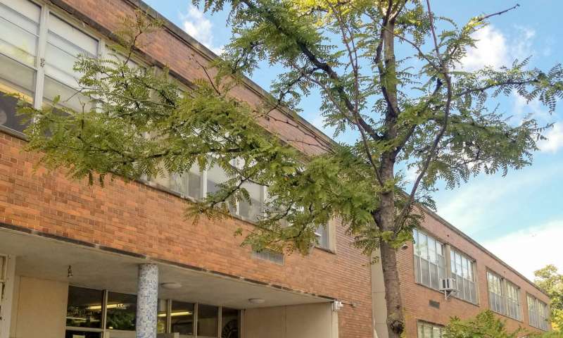 Students in low-income, high-poverty Chicago schools had better test scores when there were more trees in the schoolyard, according to a new study by Ming Kuo of the University of Illinois. Credit: Melissa Oquendo