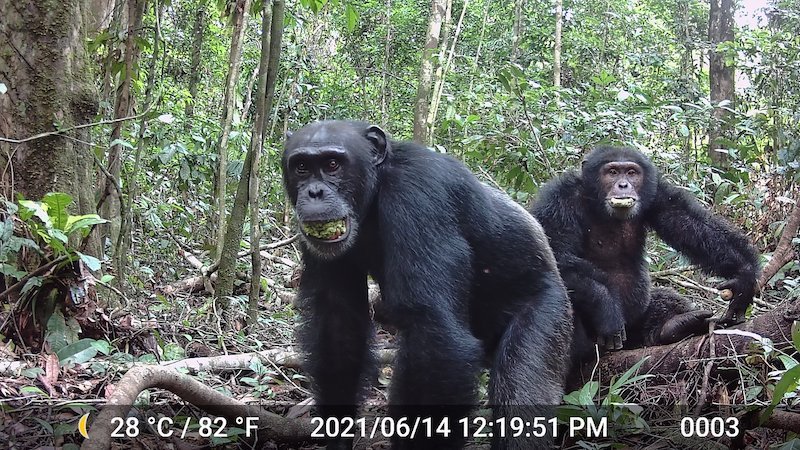 Two male chimpanzees eating the plum-like fruit of the evergreen Parinari excelsa tree at Taï National Park in the Ivory Coast in 2021. Credit: Aleksey Maro/UC Berkeley