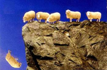 Sheep Jumping Off Cliff