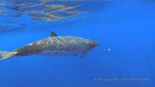 Blainville's Beaked Whales -Jan 26 2015_(Short Version)